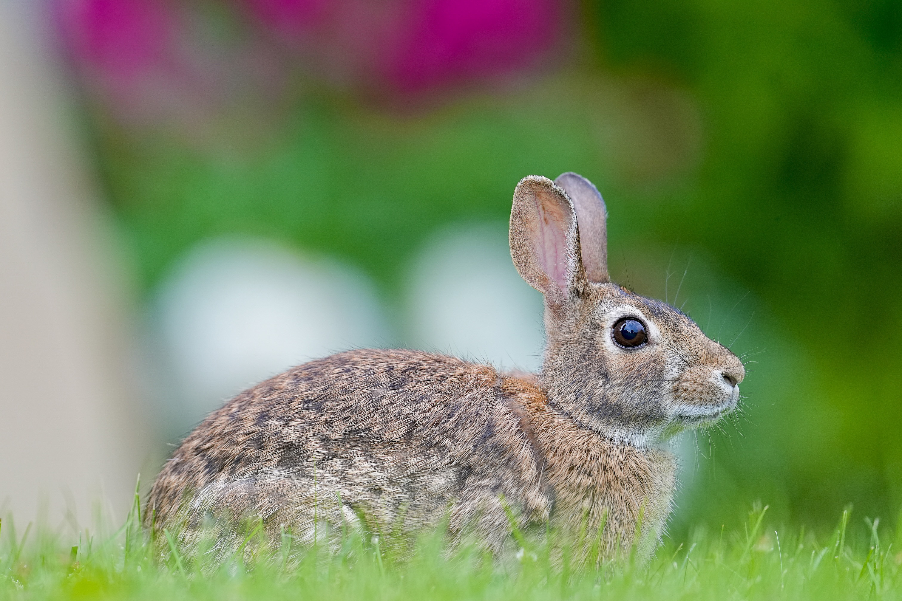 Cornell Campus Wildlife